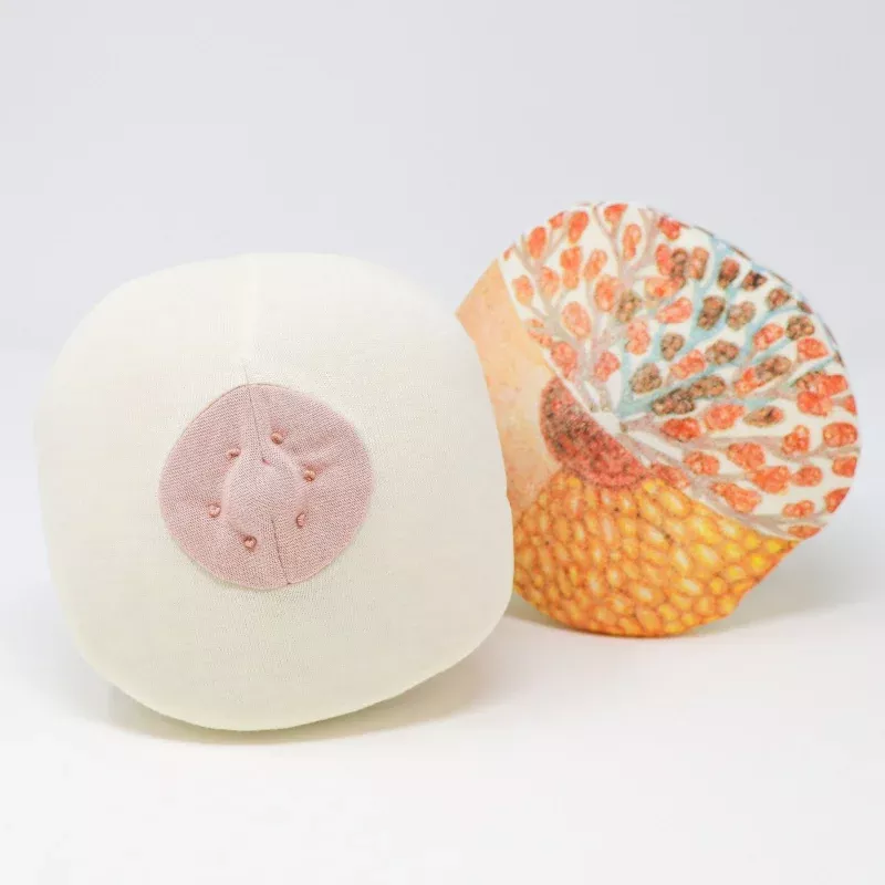 Cloth Breast Model for Latching & Lactation Teaching