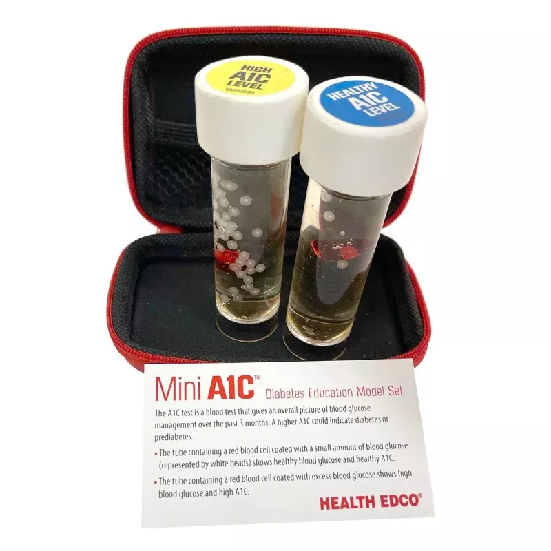 Mini A1C Diabetes Education Model Set